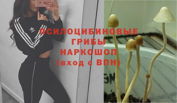 шишки Аркадак